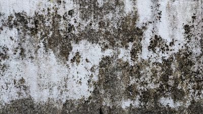 Mold-infested dry wall